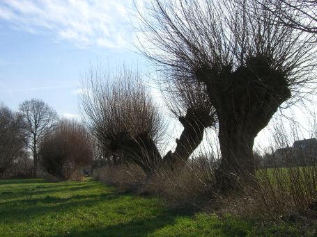 Krefeld : Kopfweiden im Hülser Bruch